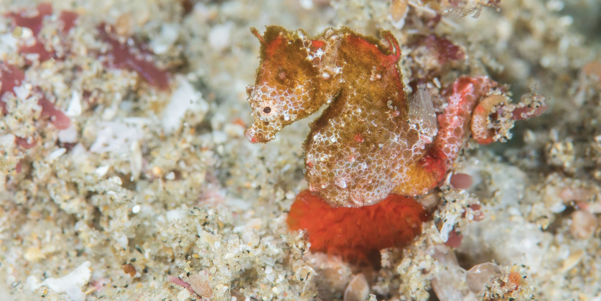 Africa’s first pygmy seahorse